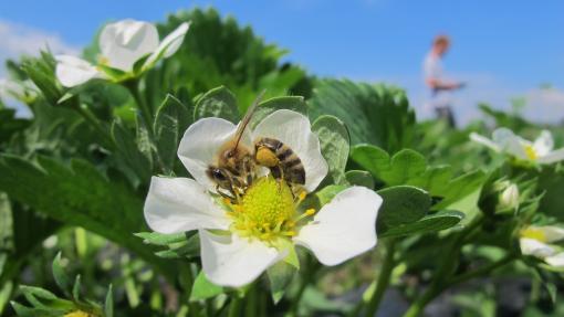 Honeybee