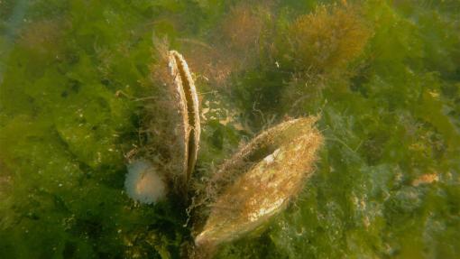 Poseidone:  Pinna nobilis all'Arsenale di Venezia