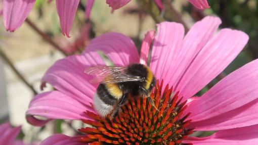Bumblebee