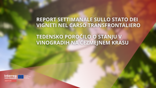 AGROTUR+ TEDENSKO POROČILO O STANJU V VINOGRADIH NA ČEZMEJNEM KRASU