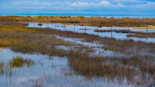 Zone umide a Bibione / Wetlands in Bibione, Italy