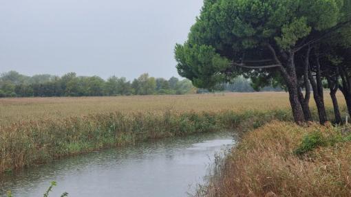Fotografija predstavlja območje Cavana di Monfalcone_naravne vrednote