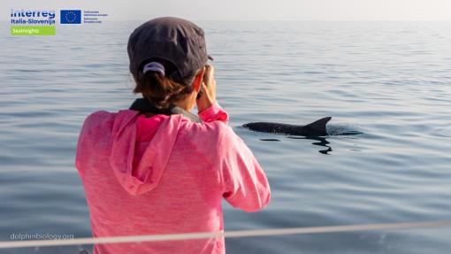 SeaInsights