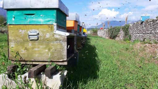 saccheggio alveare