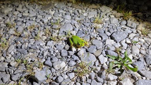 frog