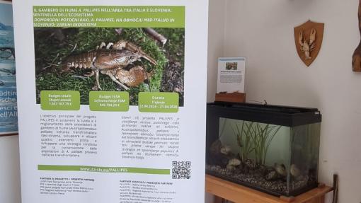 Banner di PALLIPES con un'acquario contenente P. clarkii