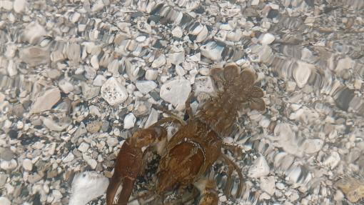 Austropotamobius pallipes