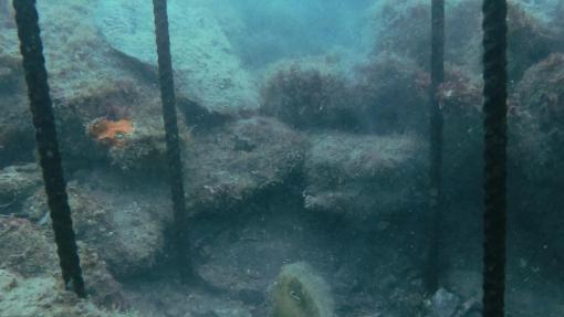 Small pinna transplanted in Caorle