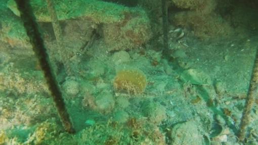 Small pinna transplanted in Caorle