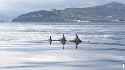 SeaInsights_genetic markers