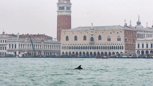 SeaInsights_dolphin Venice