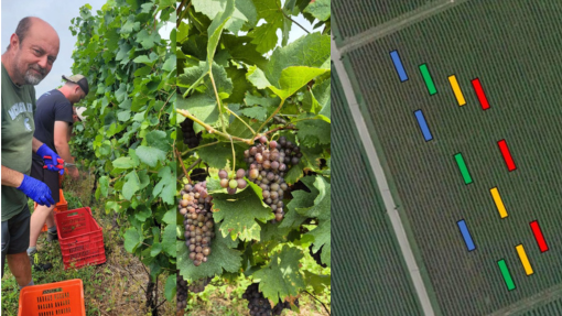 vendemmia 2025