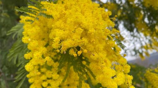 mimose