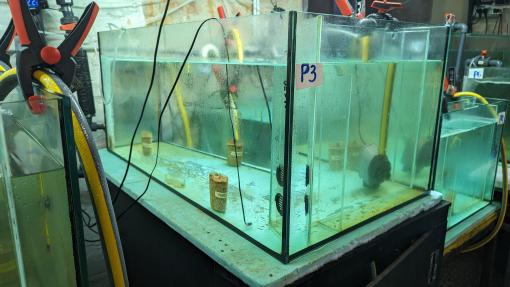 Pinna nobilis at Pula Aquarium