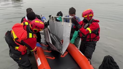Operazione di salvataggio di un esemplare di Stenella striata