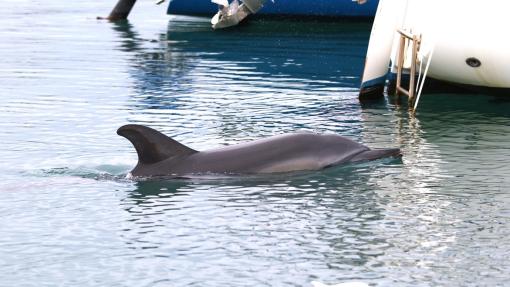 Navadni delfin