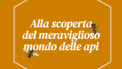 mondo delle api