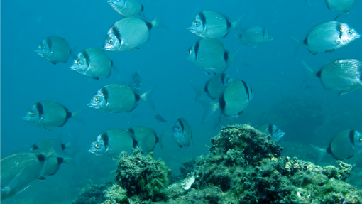 Fishes