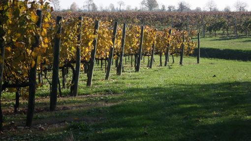 Un vigneto della Strada dei Vini di Lison Pramaggiore