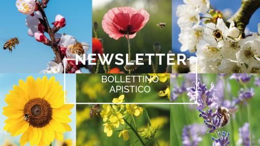 newsletter bollettino apistico