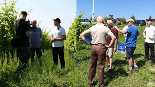 WP3 Field event, Azienda Specogna, Corno di Rosazzo 1