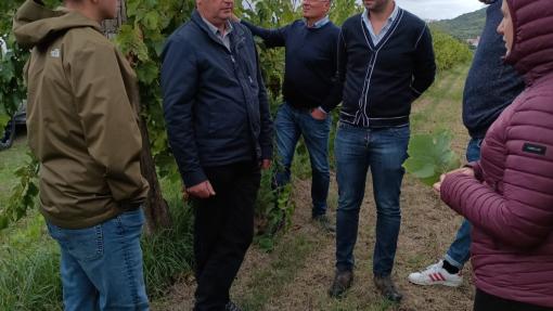 Presentazione della tecnica di monitoraggio delle viti per la prevenzione degli attacchi di insetti 11 1