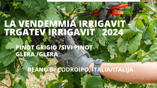 Irrigavit harvest in Italy 