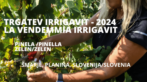 Experimental trials and harvest in Slovenia