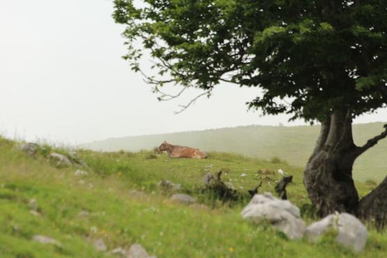 Mucca vicino a malga Bošca