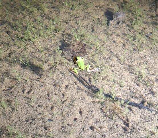 frog