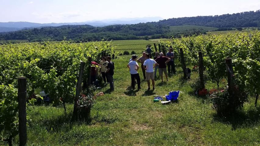 WP3 Incontro in campo, Azienda Specogna, Corno di Rosazzo 2