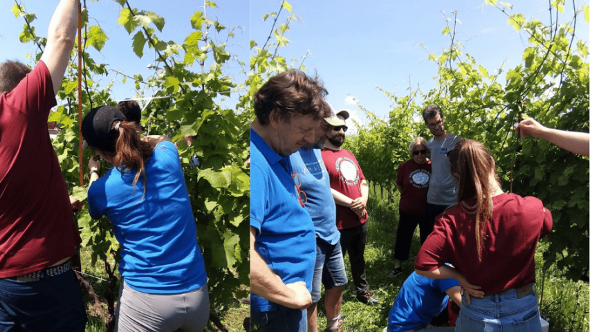 WP3 Incontro in campo, Azienda Specogna, Corno di Rosazzo 4, prelievo xilema