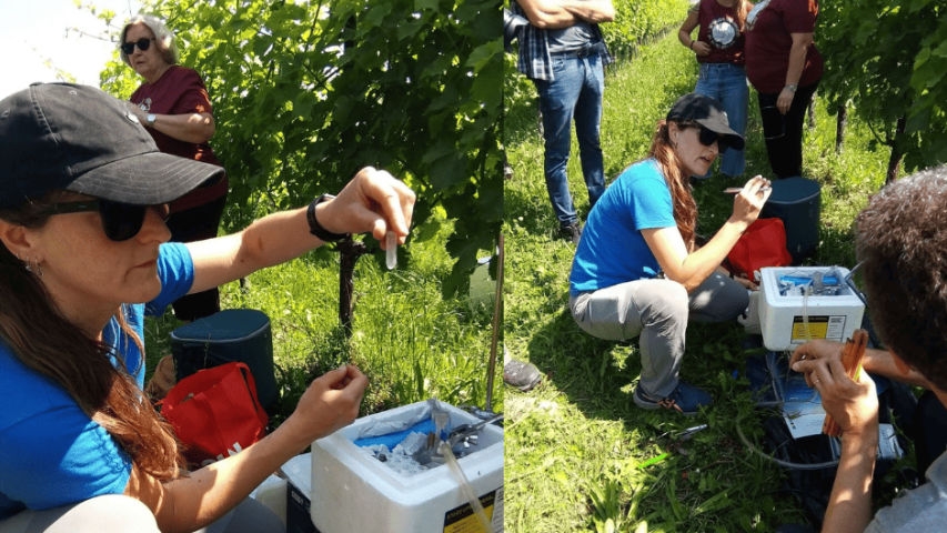 WP3 Incontro in campo, Azienda Specogna, Corno di Rosazzo 5, prelievo xilema