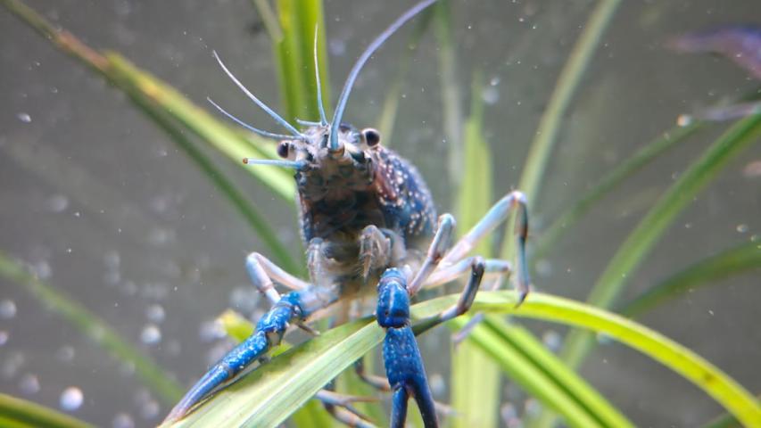 freshwater crayfish from a tank