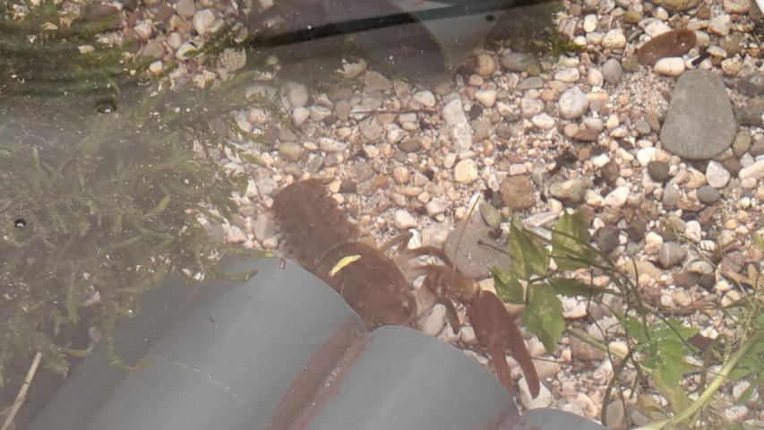 a curious crayfish