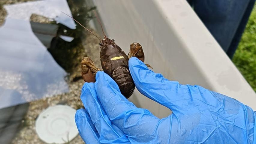 crayfish measurments