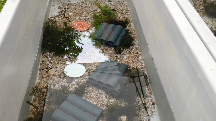 special tank for crayfish rearing