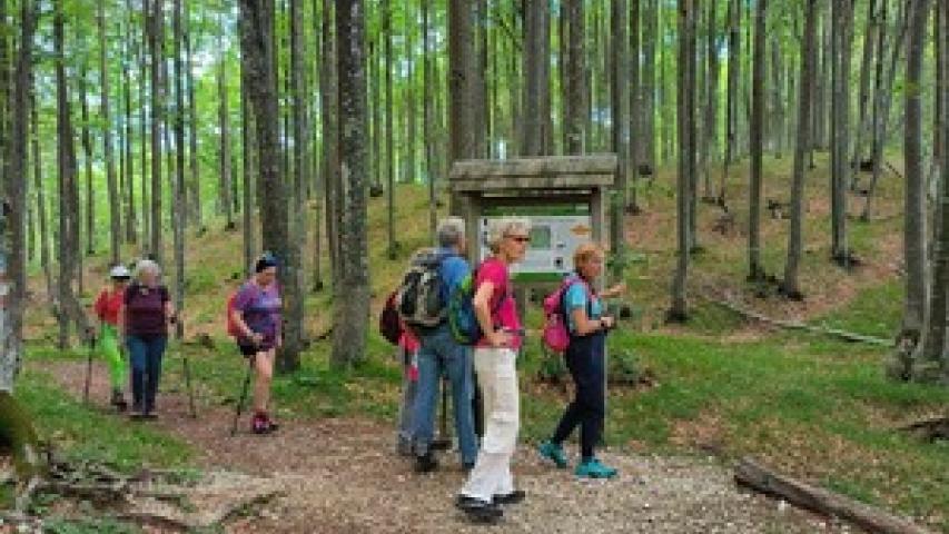 Escursione guidata dedicata al cerambice del faggio - 28.6.2025