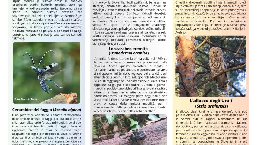 A leaflet describing the three target species we worked on as part of the project