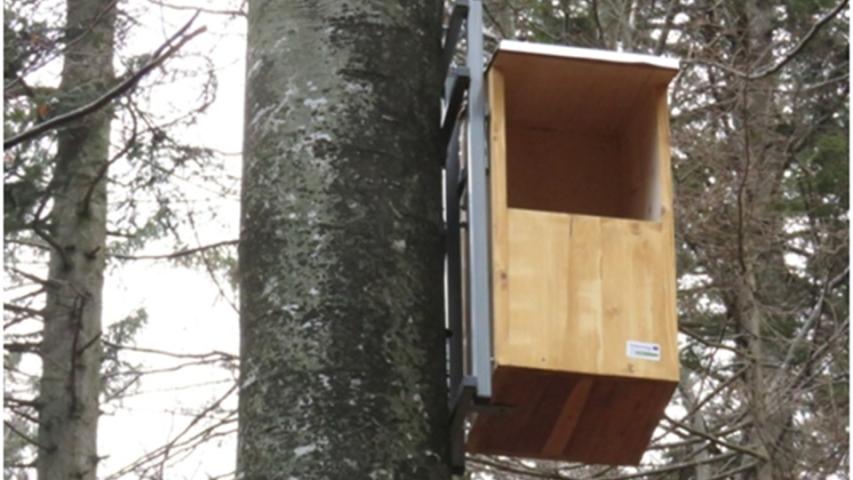 Nest box (A. Vrezec)