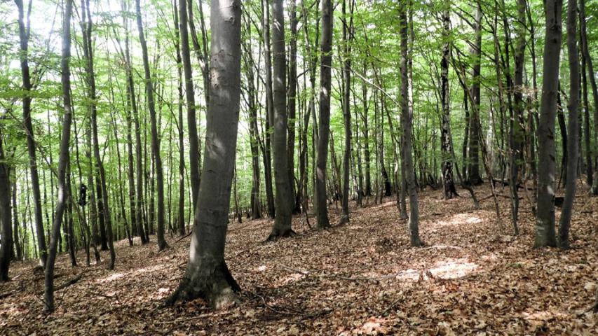Forest (A. Žunič Kosi)