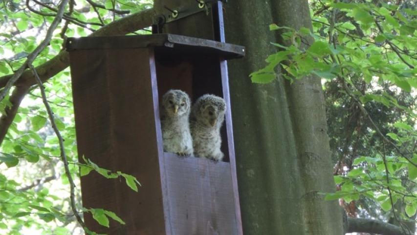 Young ural owls in nest box (A. Vrezec)