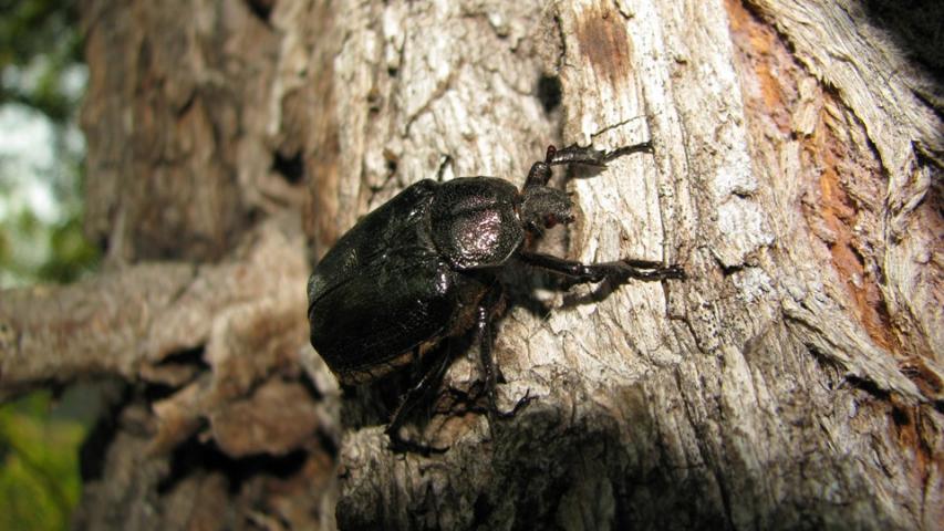Hermit beetle (A. Kapla)