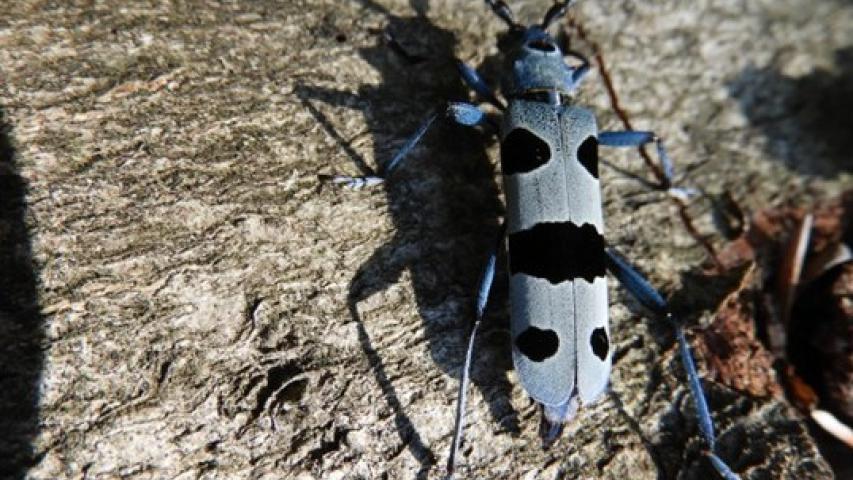 Female alpine longhorn during oviposition (A. Žunič Kosi)
