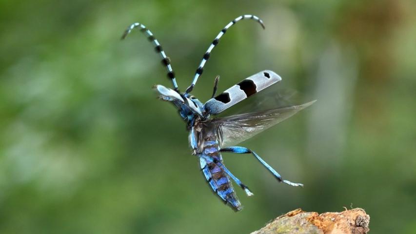 Alpine longhorn (D. Tome)