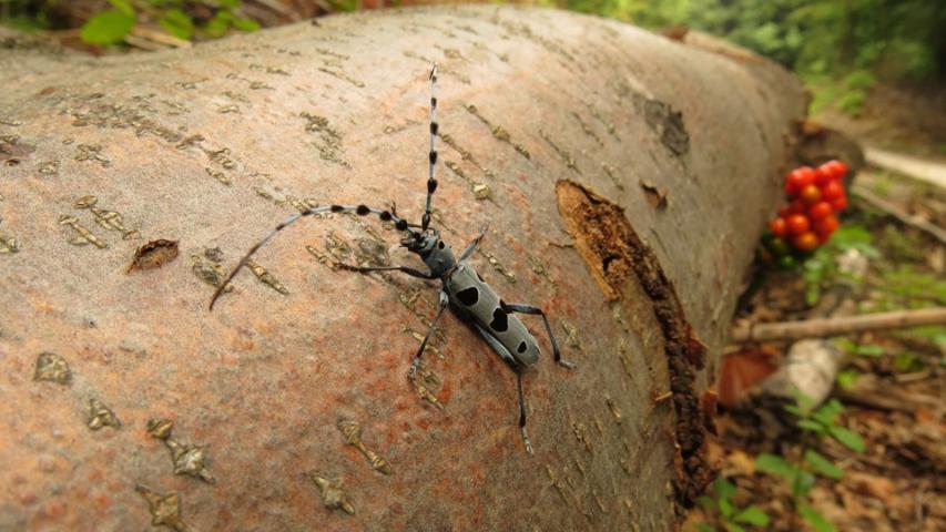 Alpine longhorn (D. Tome)