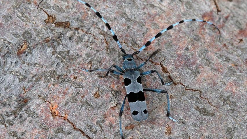 Alpine longhorn (D. Tome)