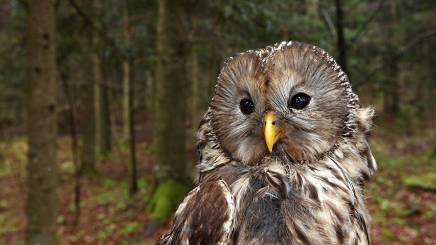 Ural owl (D. Tome)