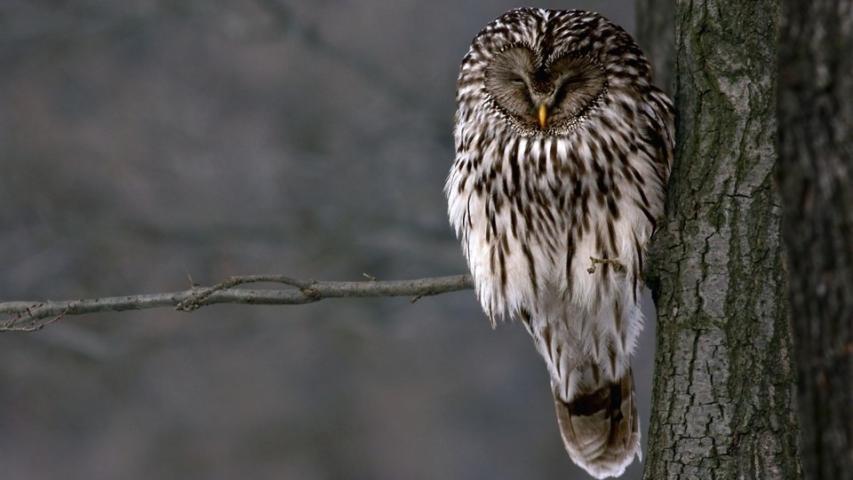 Ural owl (D. Tome)