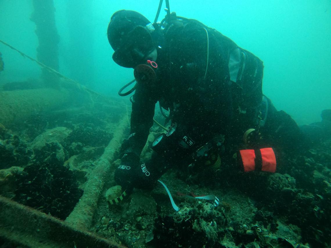 Sub Pinna nobilis